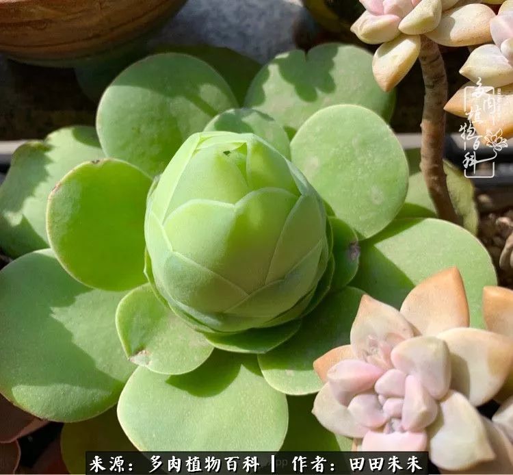 玫小青,7月份了山地玫瑰该怎么养