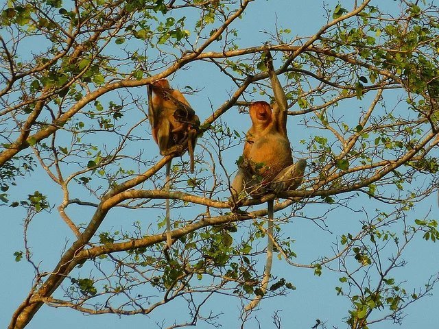 亚庇攻略三天两晚,亚庇选岛攻略
