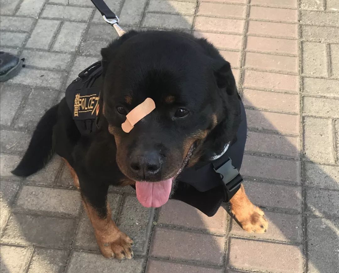 甯﹁柂鎾哥嫍宸ヤ綔鎷涜仒,鎾哥嫍鎷涜仒