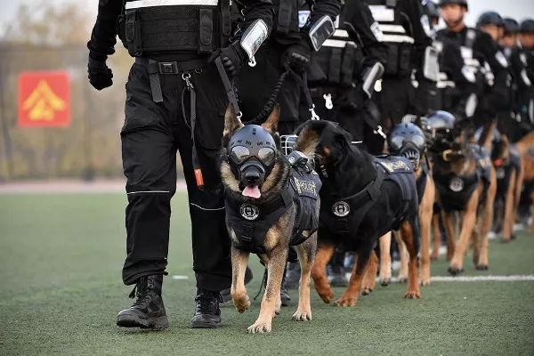 甯﹁柂鎾哥嫍宸ヤ綔鎷涜仒,鎾哥嫍鎷涜仒