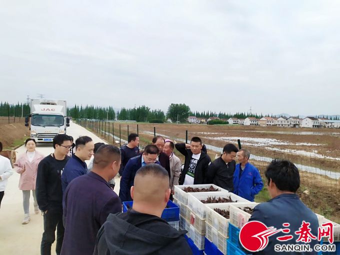 养殖龙虾几月下苗好,五月龙虾正肥时百亩秧苗迎春长