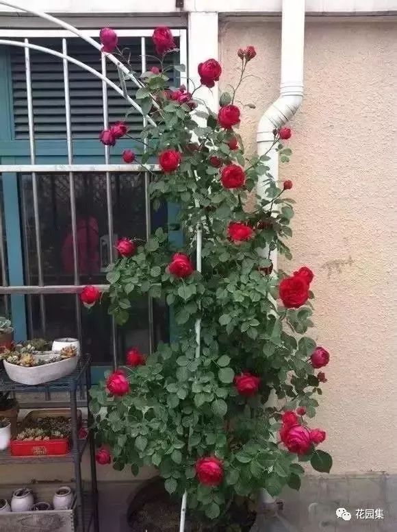 露台如何打造月季花墙,月季花墙图片大全欣赏