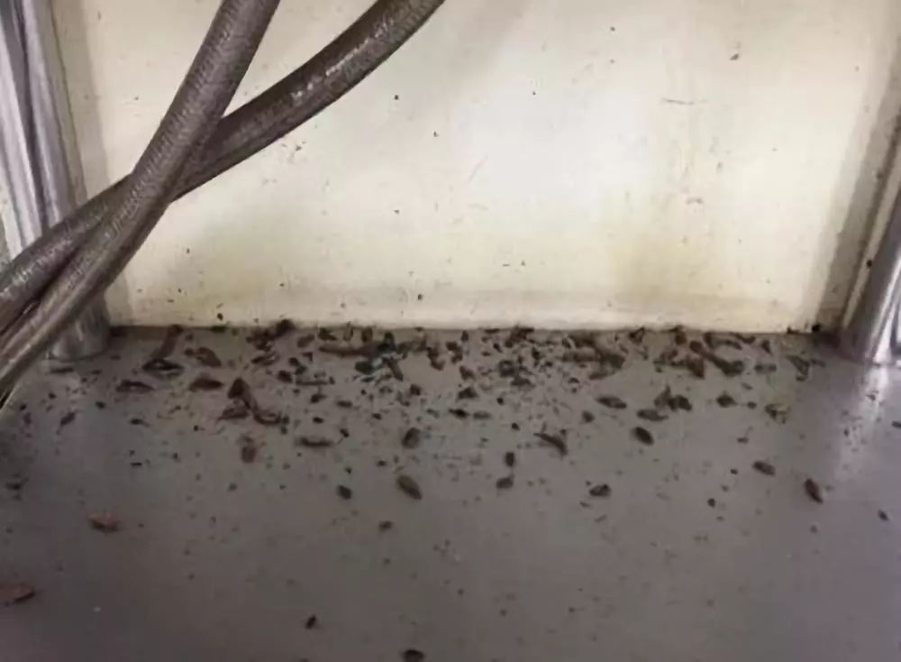 家里有小飞虫和蟑螂,家里装了纱窗还是有小蚊子能进来