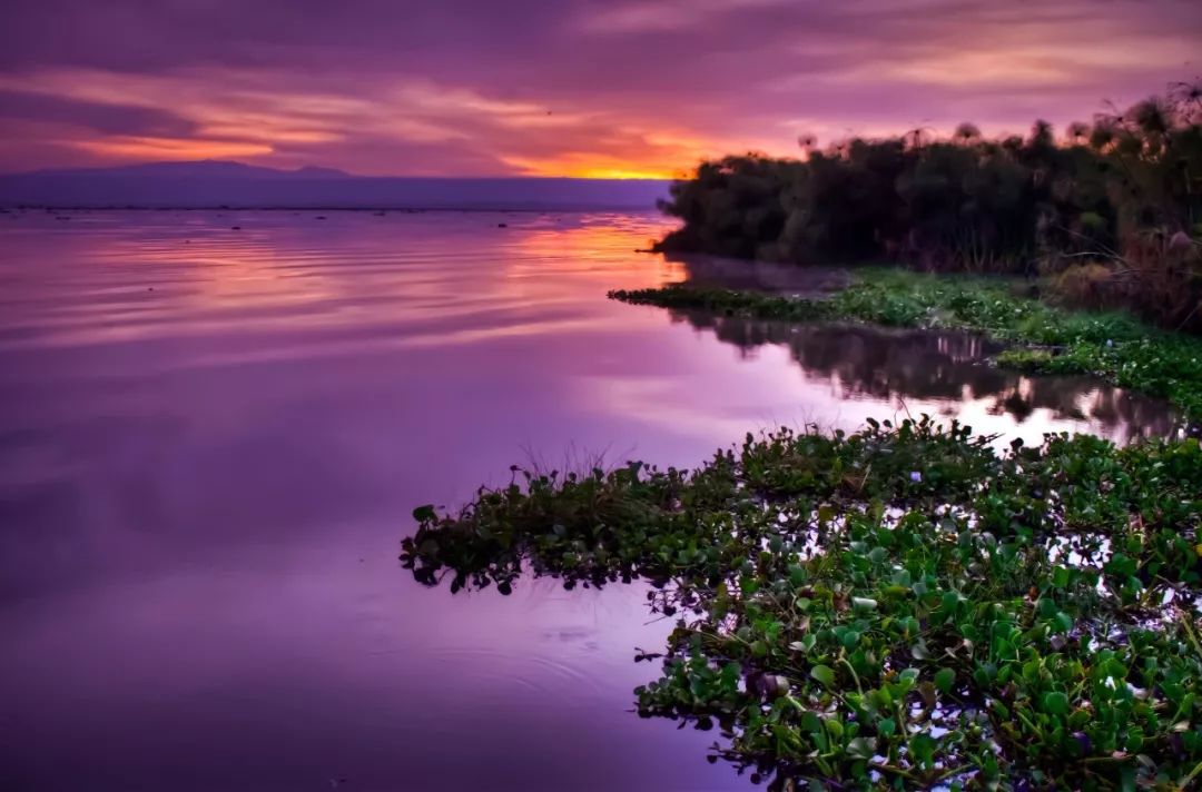 伴随着狂野奢华，用不一样的视角打开动物天堂