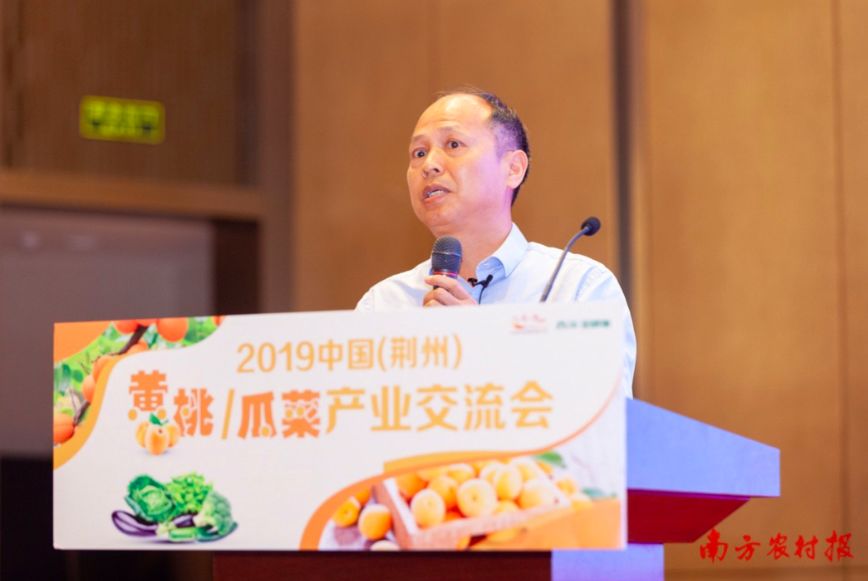 黄桃病虫害的图片及防治方法,黄桃无公害优质丰产栽培管理技术