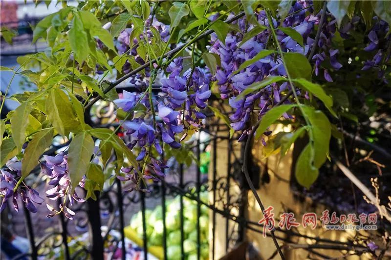 闈掑矝缁濈編鐎戝竷,闈掑矝绱壊鐎戝竷