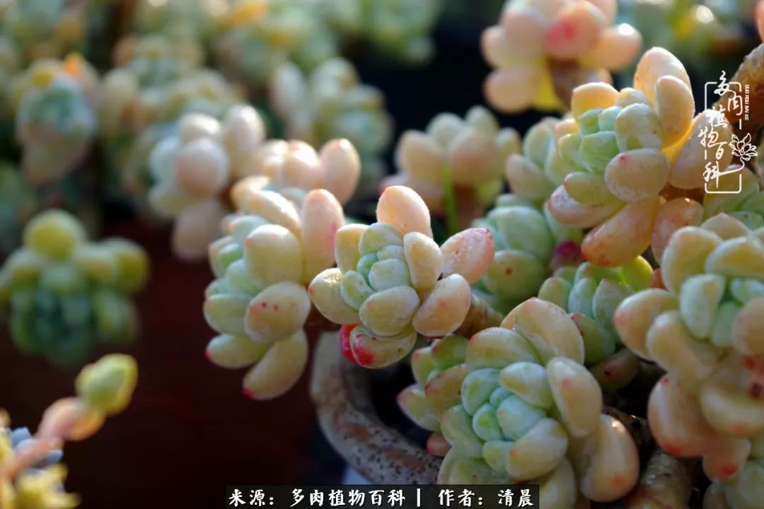 记录多肉开花的美好时光,清晨的多肉图片大全