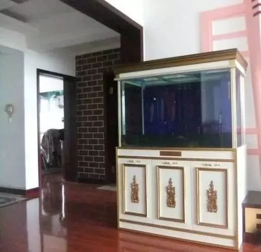 1.5米生态缸的用料及造景,1.2米的缸适合做什么缸