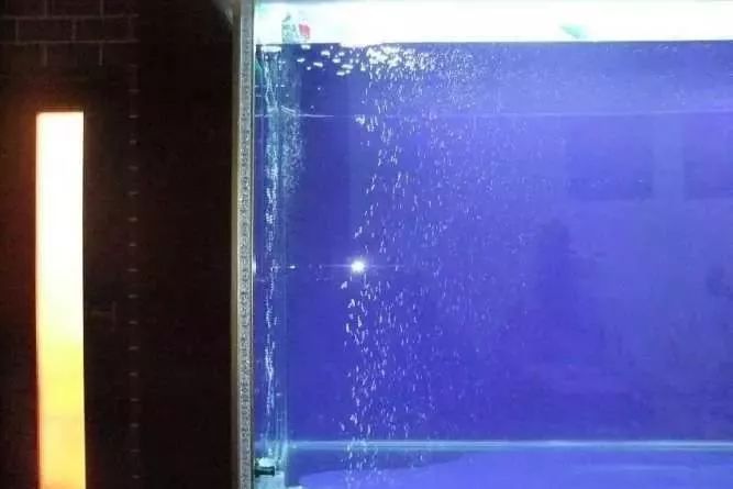 1.5米生态缸的用料及造景,1.2米的缸适合做什么缸