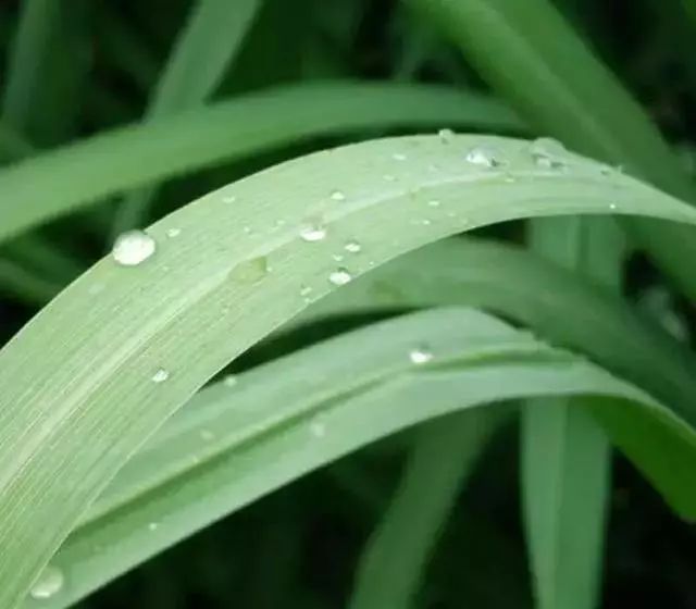 日本顶级灭蚊神器,日本变态灭蚊神器