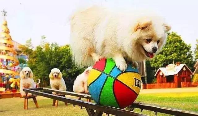 漫游乐动运动嘉年华沧州,漫游乐动运动嘉年华免费