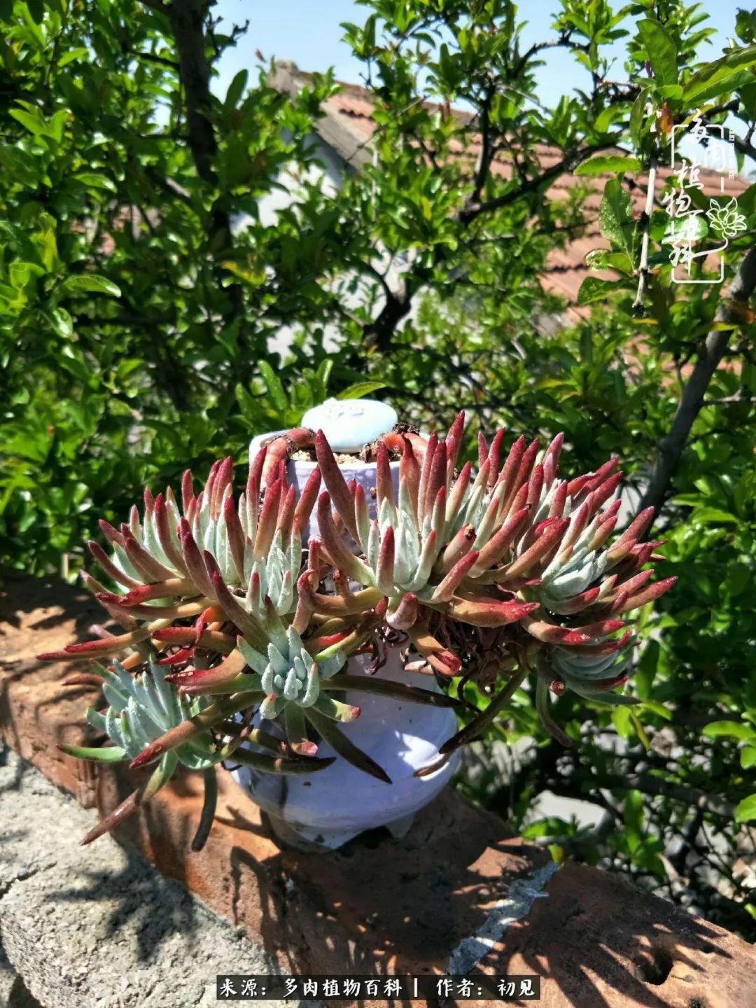 从开始养多肉就对多肉疯狂热爱,多肉美肉控养方法