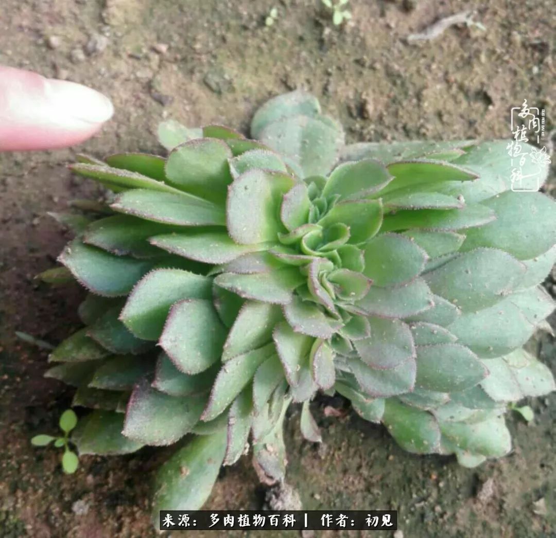 从开始养多肉就对多肉疯狂热爱,多肉美肉控养方法