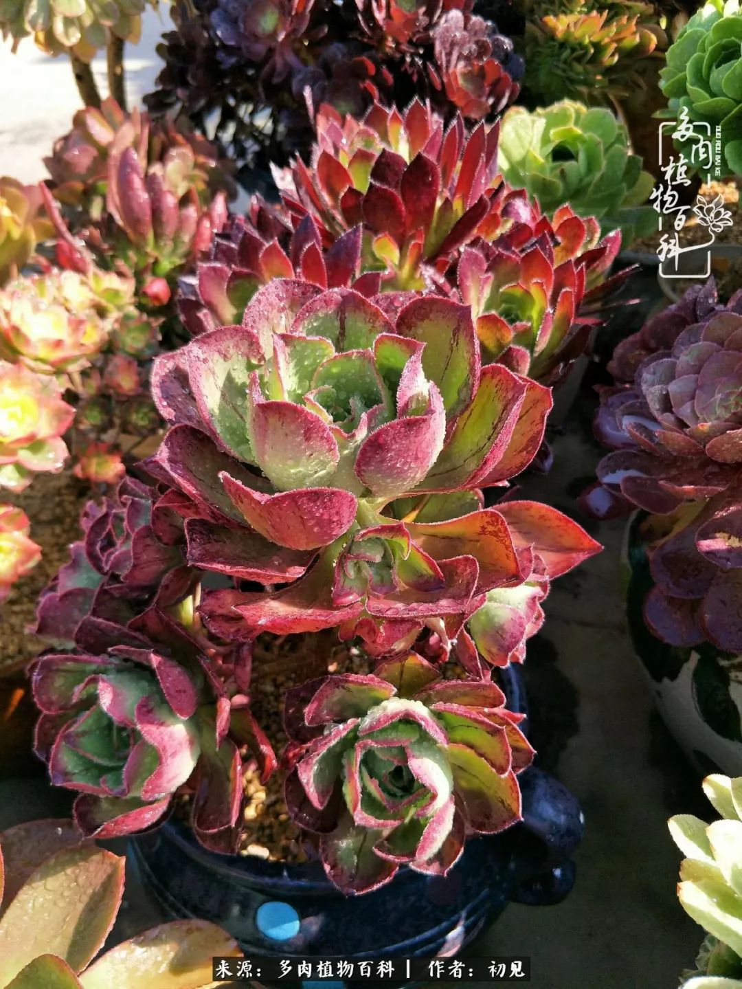 从开始养多肉就对多肉疯狂热爱,多肉美肉控养方法