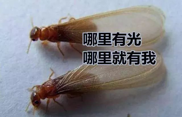 广东下雨后出现的虫子,广东雨后常见的虫子