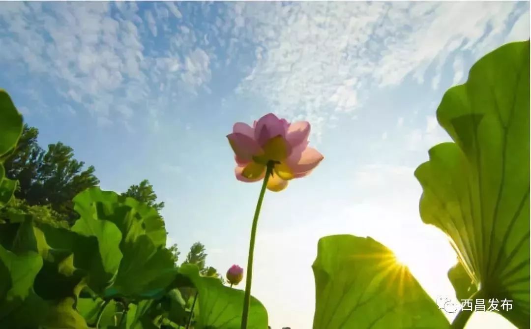 新闻联播等央视栏目，一年聚焦西昌N次，西昌狂谢“央妈”的爱！