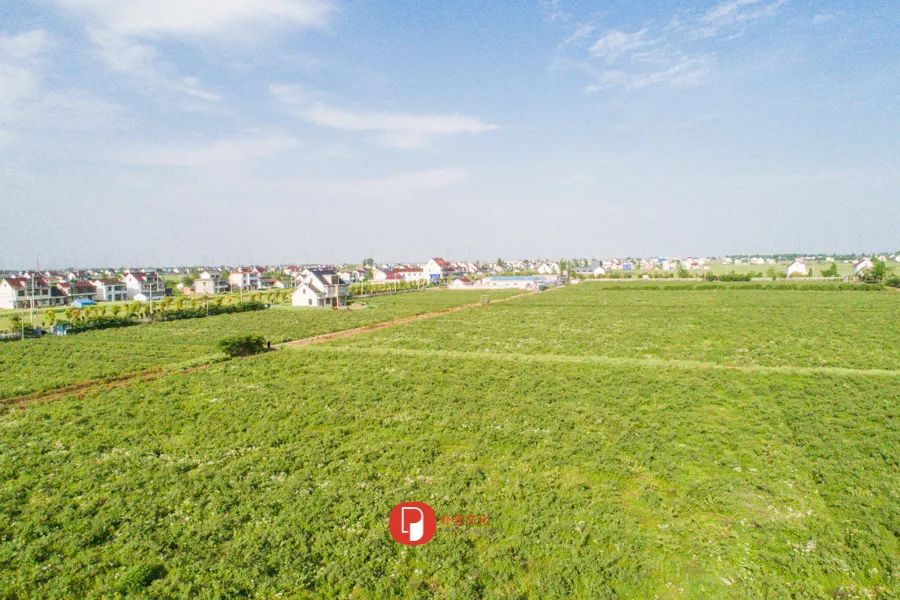 五月芬芳之旅，与你相约海安大马士革*瑰园玫**