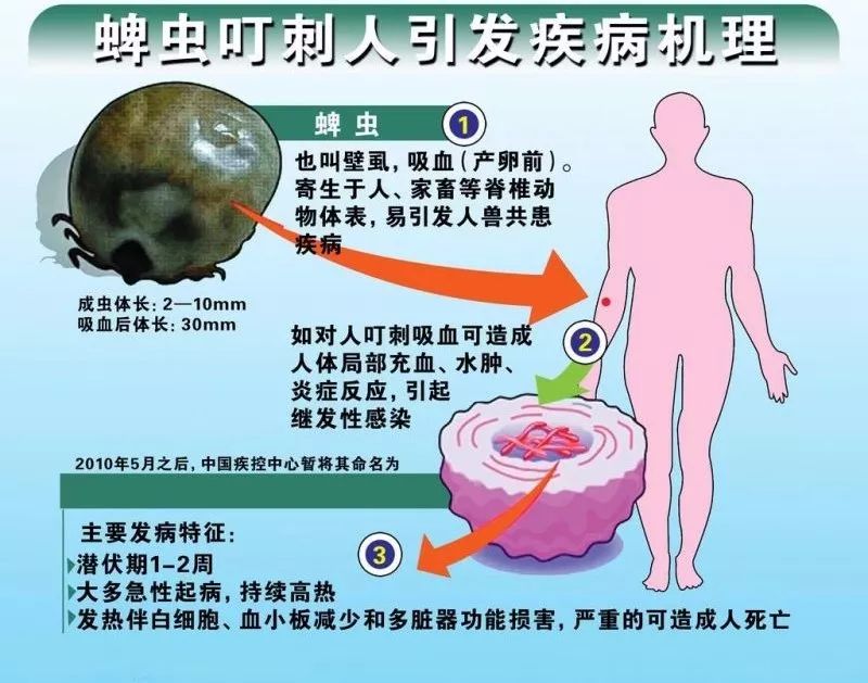 警惕这小虫,六安已有人因它致死!当下高发期!