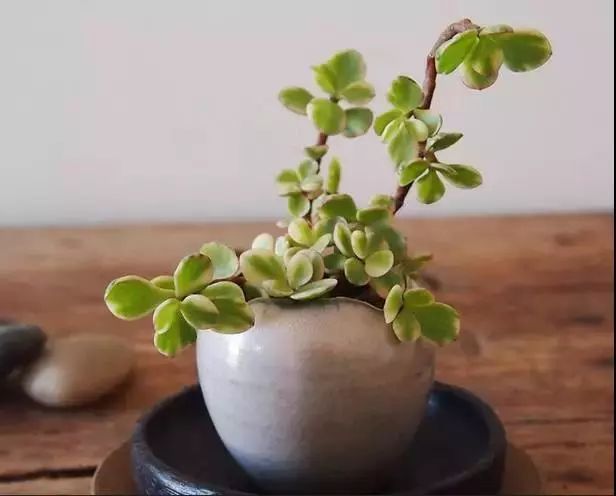 仙人掌养花知识,仙人掌养不死的诀窍