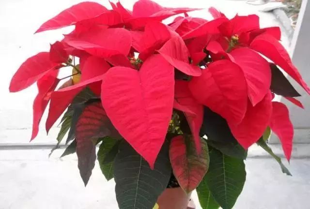 仙人掌养花知识,仙人掌养不死的诀窍