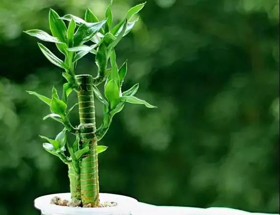 仙人掌养花知识,仙人掌养不死的诀窍