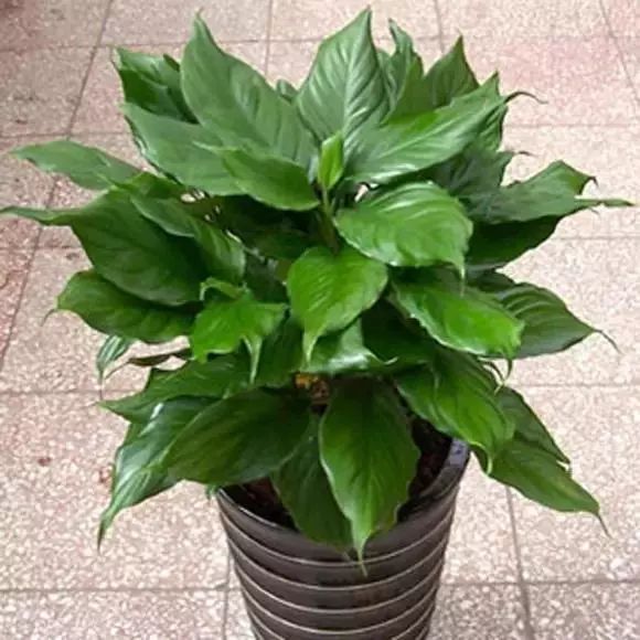 仙人掌养花知识,仙人掌养不死的诀窍