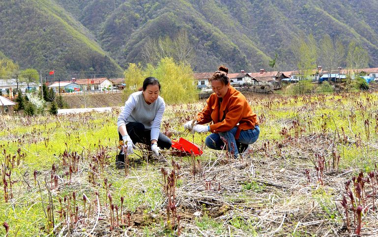 执“绿色”巨笔绘生态画卷——白山市建设中国绿色有机谷·长白山森林食药城素描