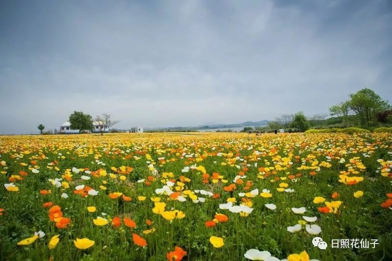 美炸了！初夏花仙子！有爱的人免费玩！把最美奉献给你！