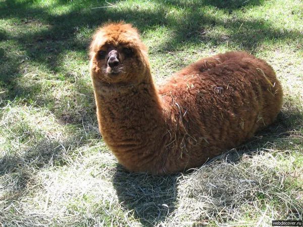 日本“手工鬼才”捏的小动物模型，比表情包还沙雕