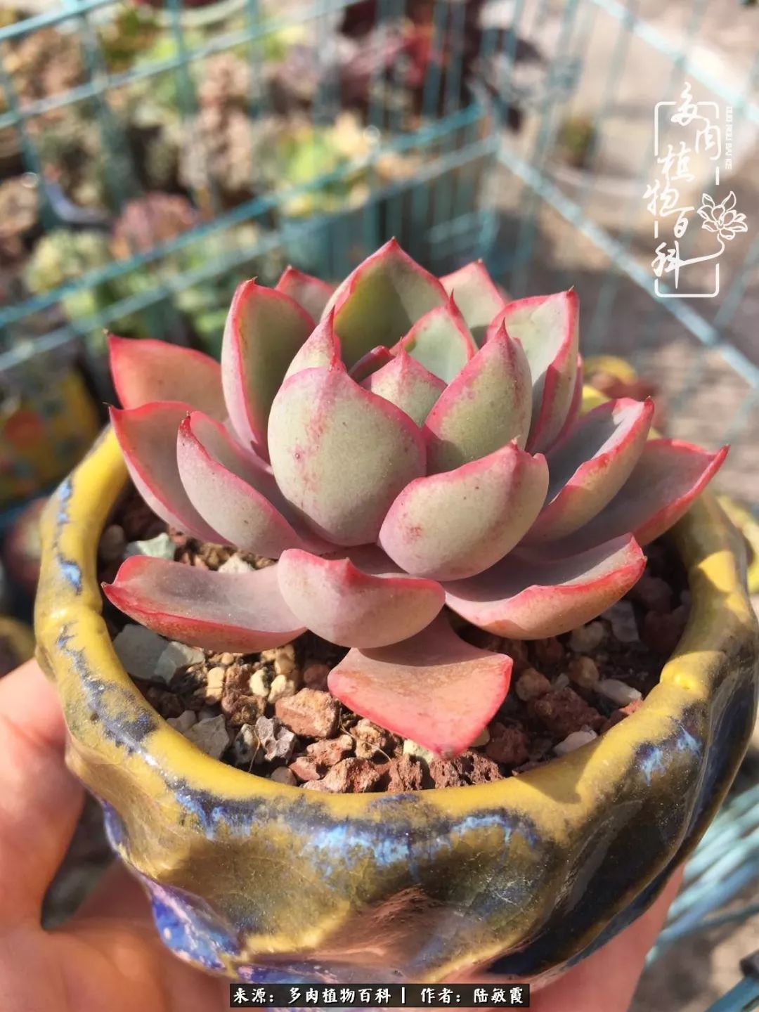 往后余生与花草相伴,往后余生与健康相伴