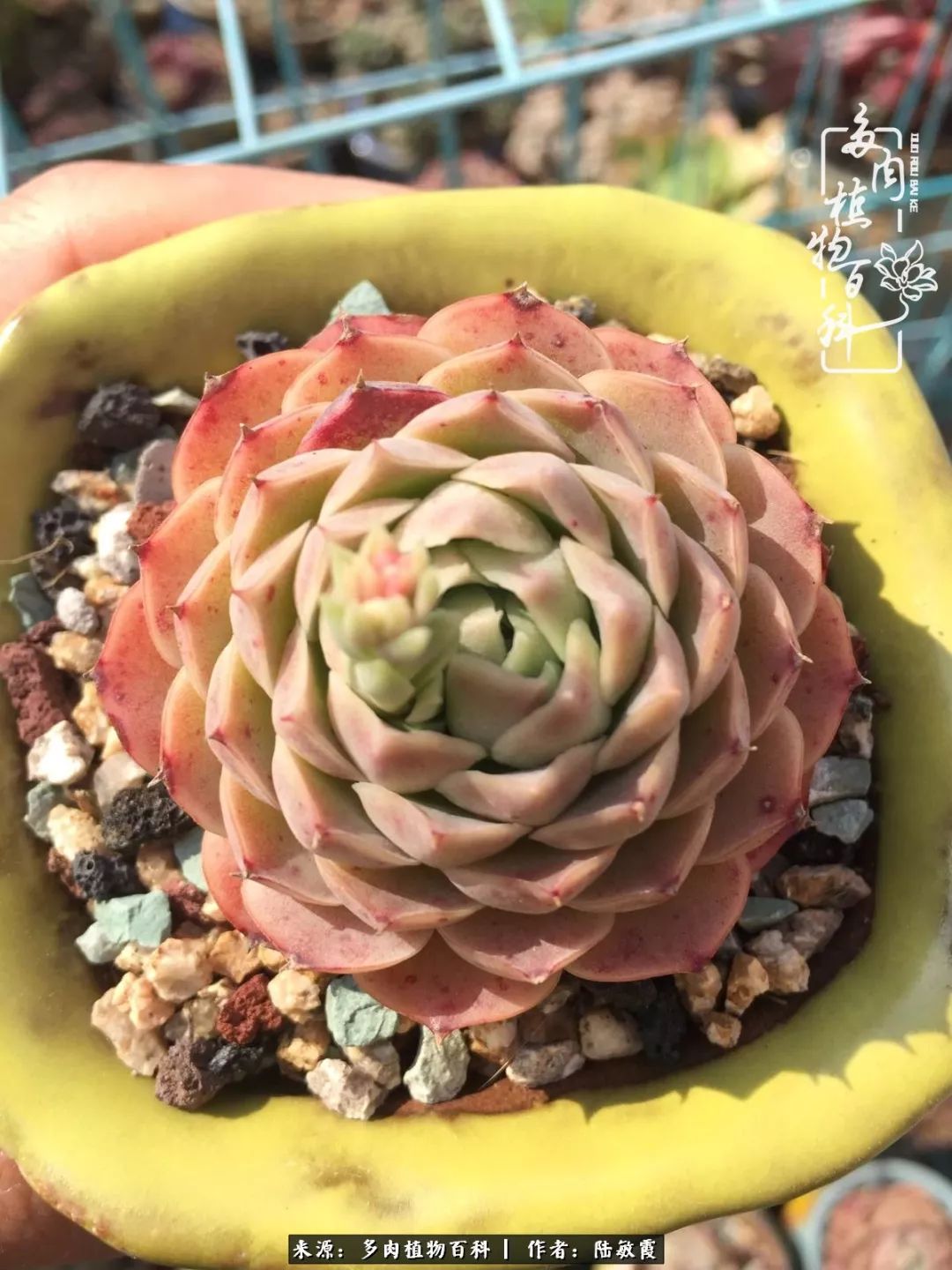 往后余生与花草相伴,往后余生与健康相伴