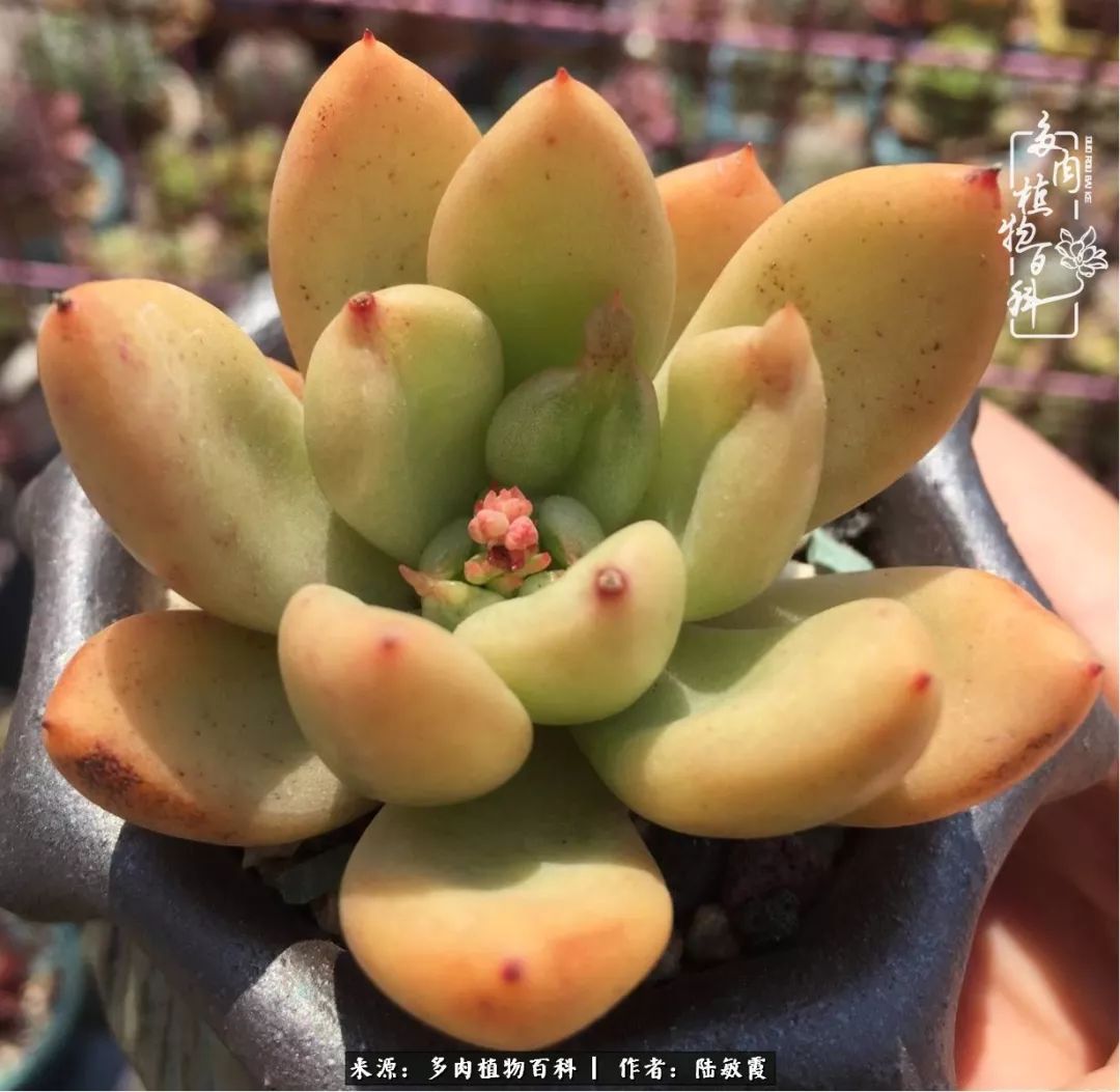 往后余生与花草相伴,往后余生与健康相伴