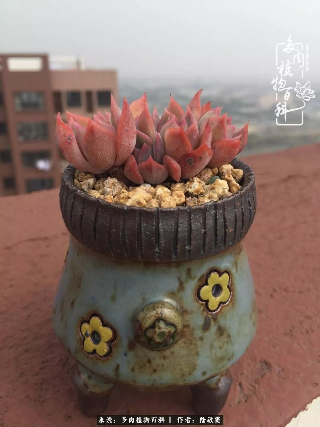 往后余生与花草相伴,往后余生与健康相伴