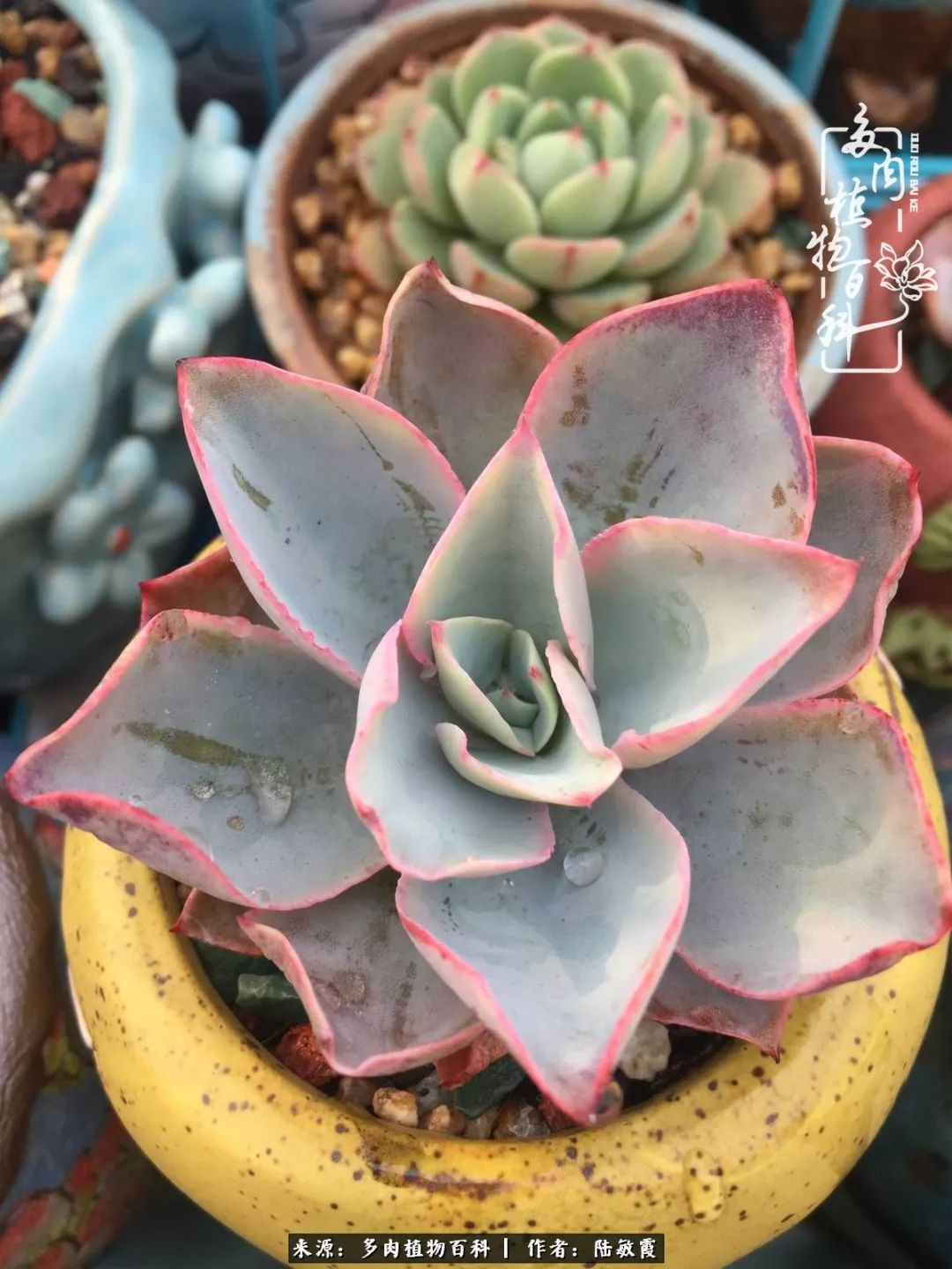 往后余生与花草相伴,往后余生与健康相伴