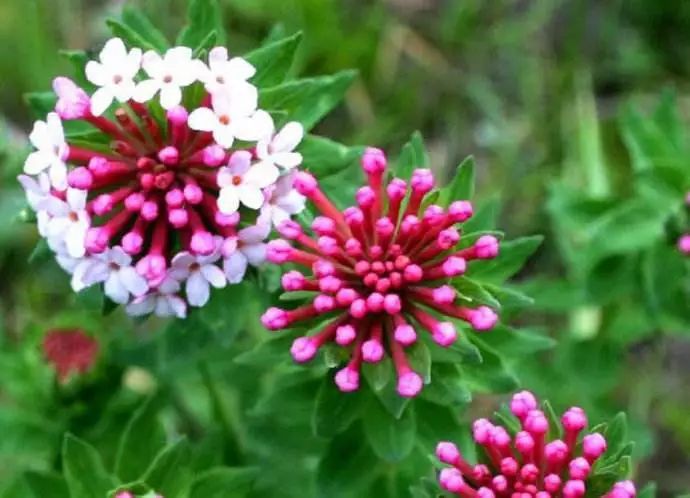 专治脚气的神奇药,十多年的脚气三味中药一招搞定