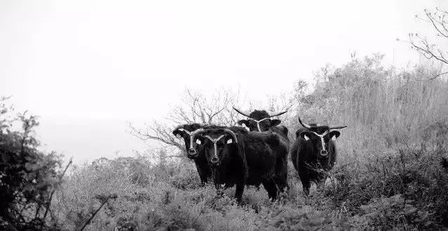 牛品种最好是哪个品种,适合生产雪花牛肉的中国牛品种