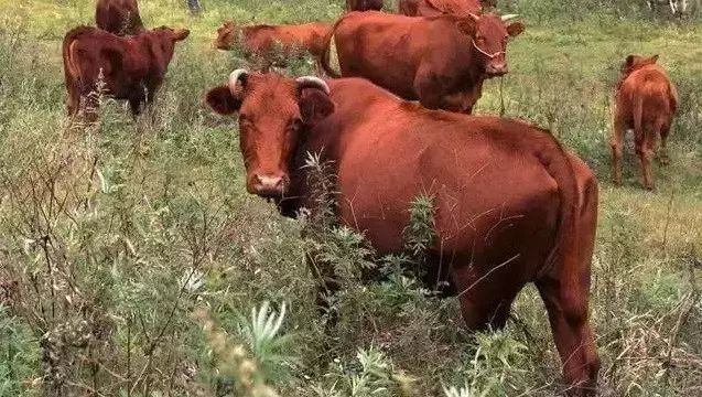 牛品种最好是哪个品种,适合生产雪花牛肉的中国牛品种