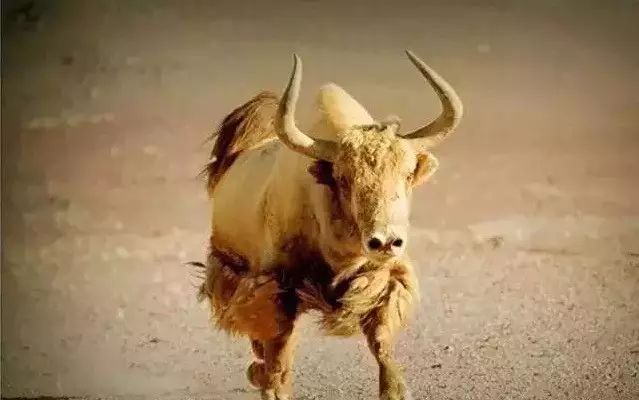 牛品种最好是哪个品种,适合生产雪花牛肉的中国牛品种