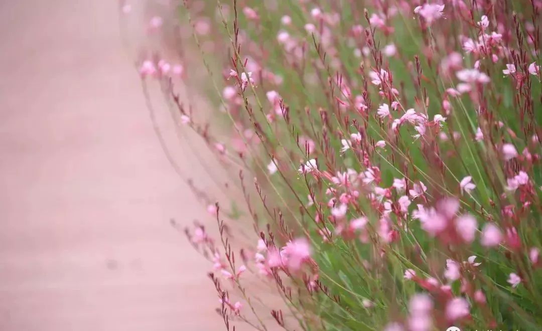 当四川人和重庆人见面,当四川人相遇