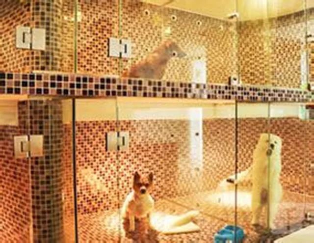 开宠物洗护店一年多少利润,平民养宠物店经营模式