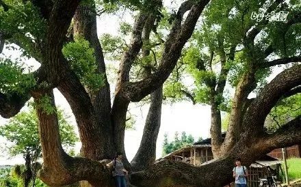 南平除了武夷山还有哪些景点,福建南平市武夷山风景区游记