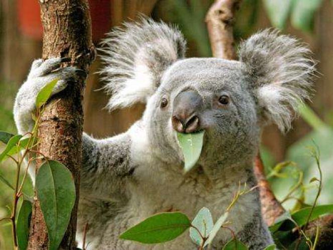 考拉要睡,考拉要努力