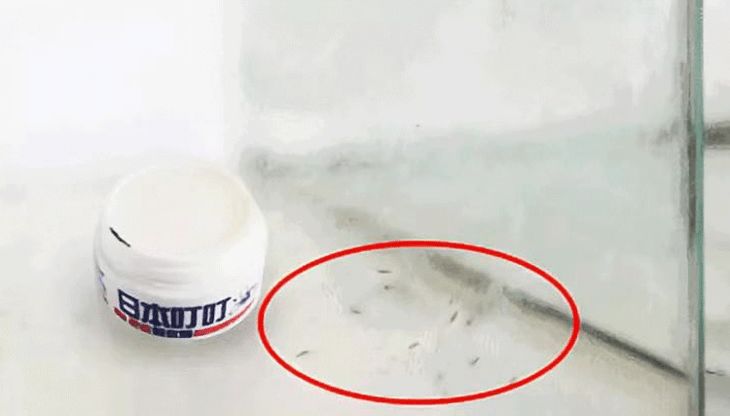 屋里放一点东西可以驱蚊子,家里放什么蚊子跑光光