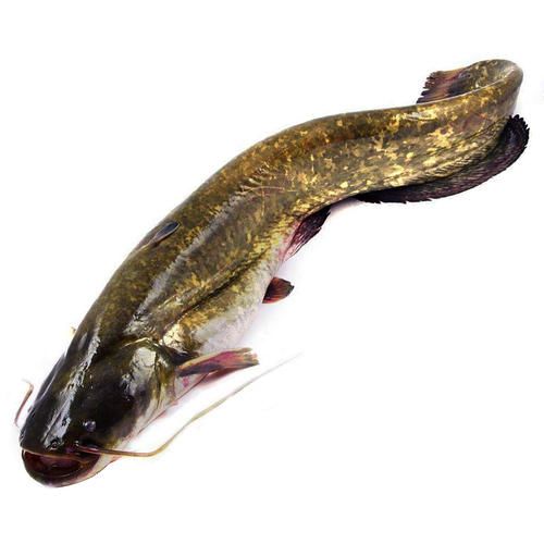 鱼儿会说话吗,鱼儿叫动物吗