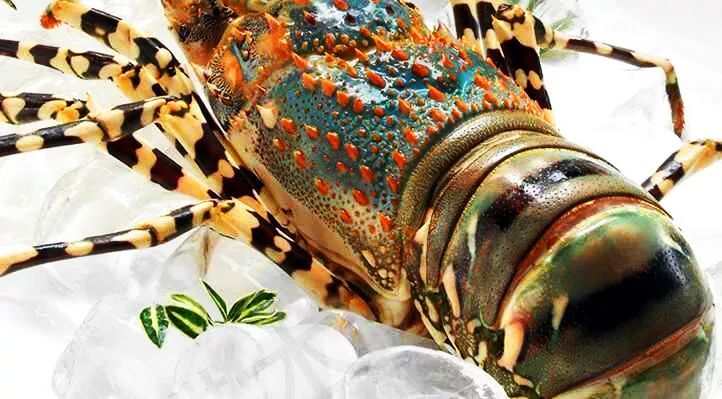 渔家女朋友圈直播,渔家女海鲜直播