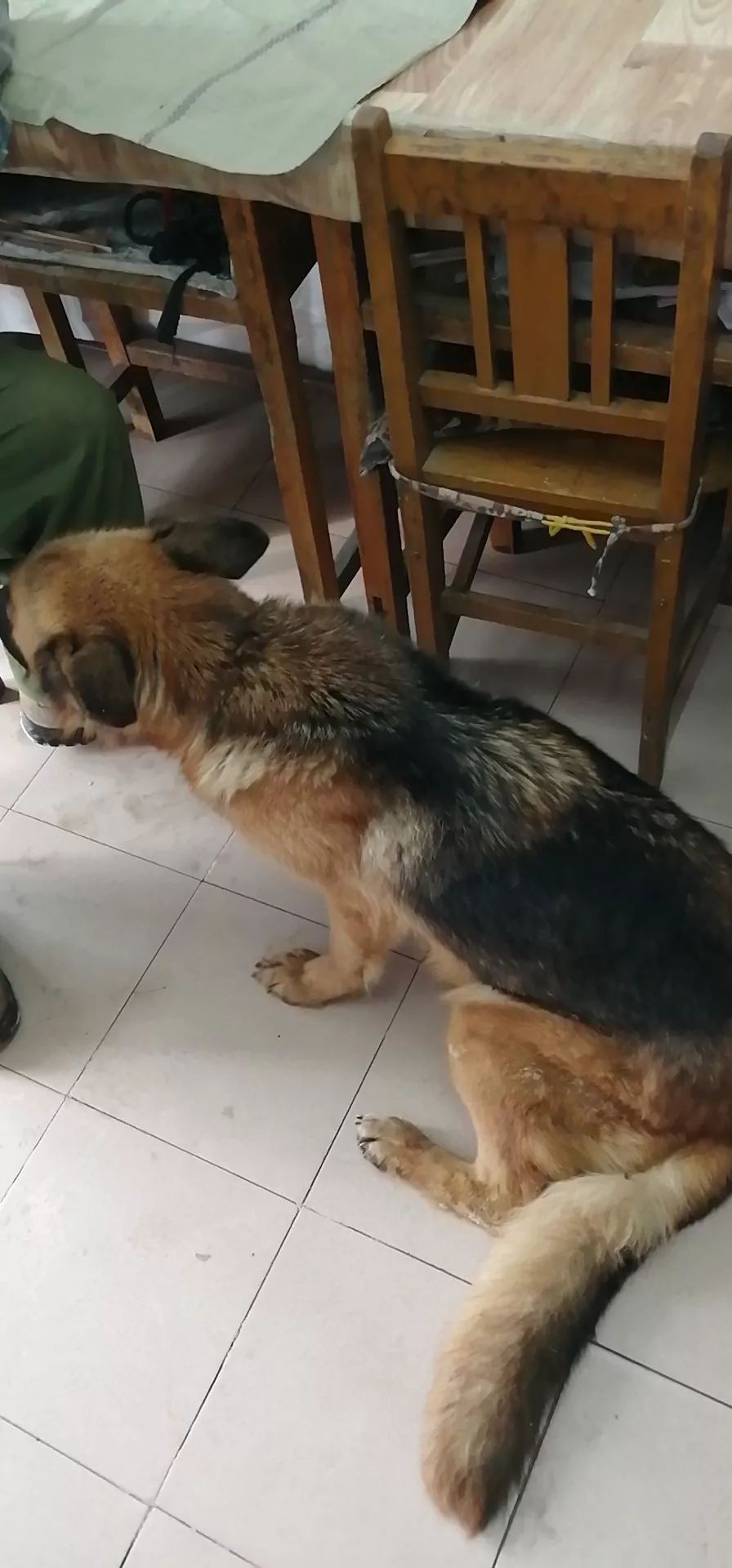 犬后肢无力瘫痪都有哪些原因,犬产后瘫痪的鉴别