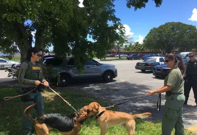 毒品对缉毒犬有没有影响,缉毒犬是不是让它有毒瘾