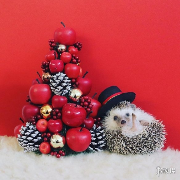 喵汪见我黯然失色萌萌哒的小刺猬Monaka走红网络