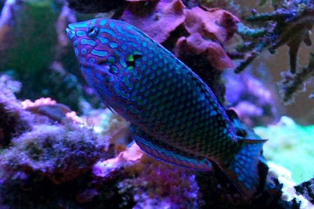 鉴定完毕！这一定是个有钱的主儿