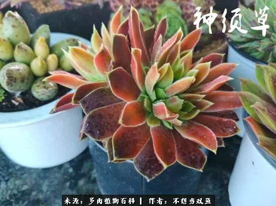 这是个什么神仙草？我被*引勾**了！不能自己一个人进坑！